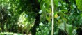 /album/galeria-de-fotos-home/libelula-jpg/